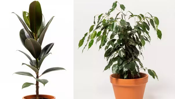 How to Care for a Ficus | Gardener's Supply