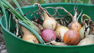 How To Store Your Garden Harvest