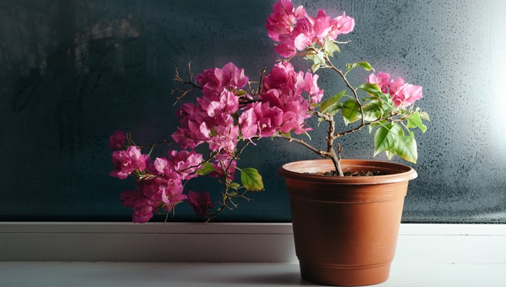 Growing Bougainvillea Indoors | Gardener's Supply