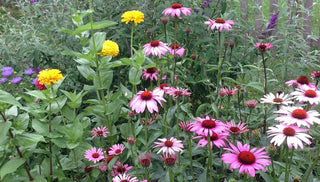 She Raised Her Beds for Gardening Success