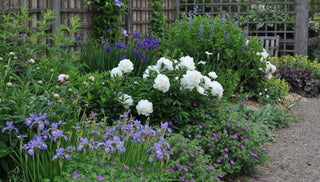 An Intro To Growing Perennial Plants