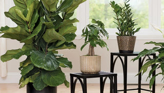 Houseplant Pests and Diseases