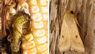 Corn Earworm