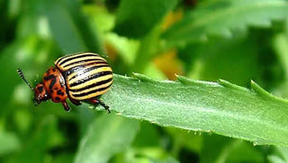 Colorado Potato Beetle