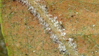 Spider Mite