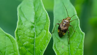Tarnished Plant Bug