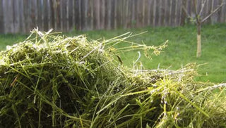 Fertilize Your Lawn With Grass Clippings