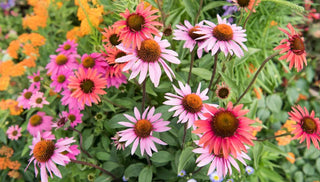 Drought-Tolerant Perennials