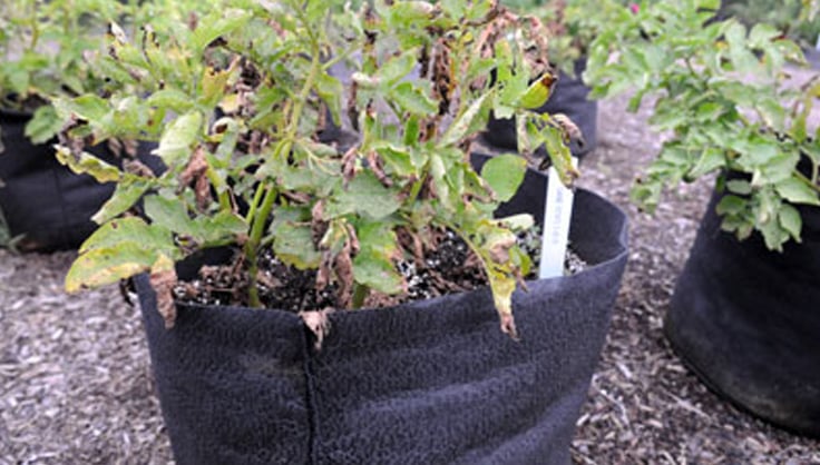 How to Plant & Grow Potatoes in Containers | Gardener's Supply.