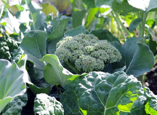 How to Grow Broccoli