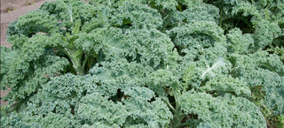 Kale and Collards