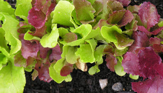 Lettuce (leaf lettuce)