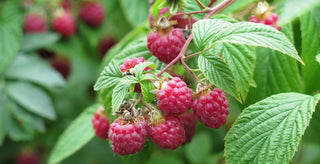 Raspberries & Blackberries