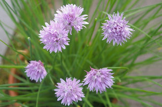 Chives