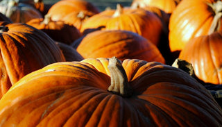 All About Pumpkins