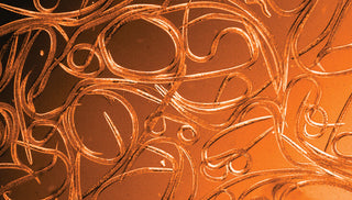 How To Prevent Root-Knot Nematode