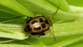 Bean Leaf Beetle