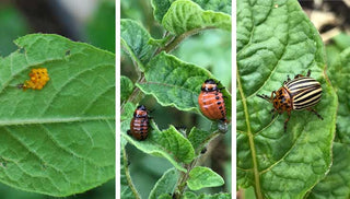 7 Tips for Diagnosing Plant Pests