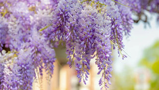 How to Prune Wisteria
