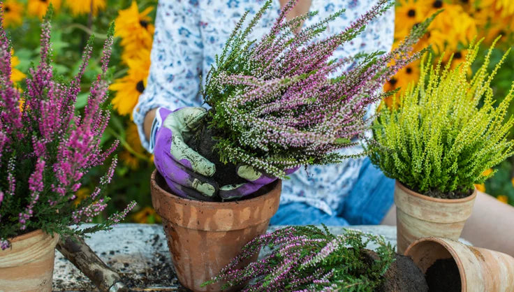 Care of Indoor Potted Heather Plants | Gardener's Supply