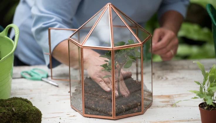 How to Plant a Terrarium - Glass Terrariums - Terrarium Plants | Gardener's  Supply