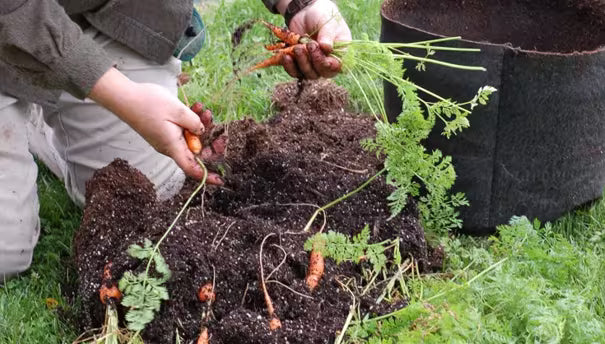 Grow Carrots in a Pot | Gardener's Supply