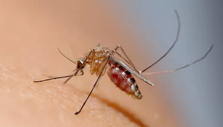 Protect Yourself from Summer Insect Pests