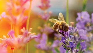 Every Day is Earth Day When You Grow a Garden