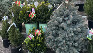 Caring for Live Christmas Trees