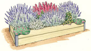 Design a Garden For Lavender