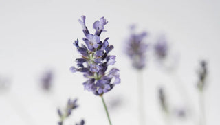 How To Grow Lavender Plants