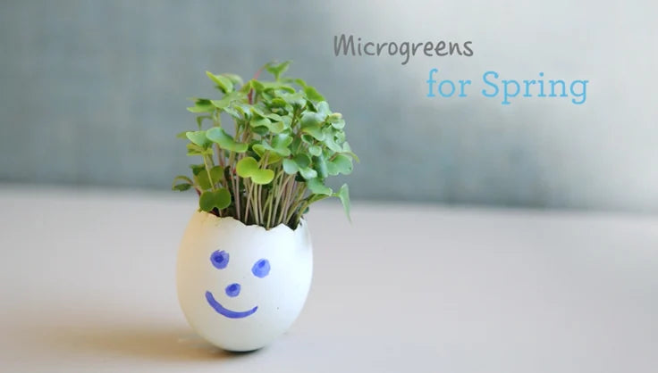 Grow Seeds in an Eggshell, Centerpiece Idea | Gardener's Supply.