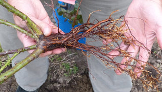 How to Plant Bare-Root Trees and Shrubs