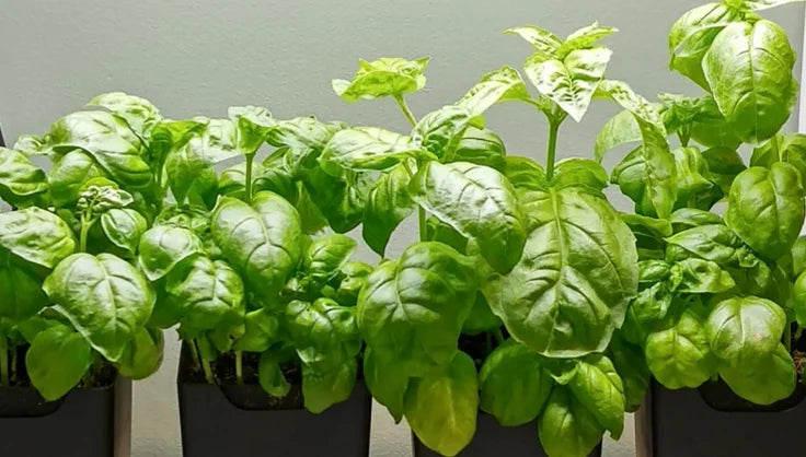 How To Grow Basil Indoors and Elevate Your Home Cooking | Gardener's Supply