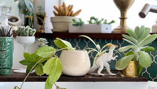 What's Your Houseplant Personality?