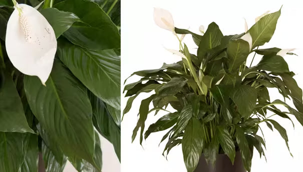 How to Care for Peace Lilies | Gardener's Supply