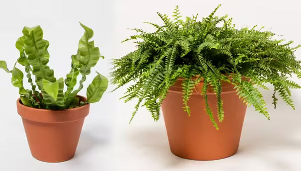 How to Care for Ferns | Gardener's Supply