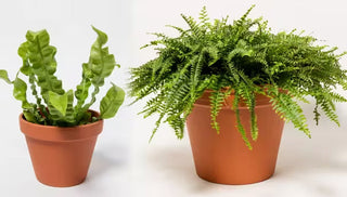 Growing & Caring For Ferns Indoors