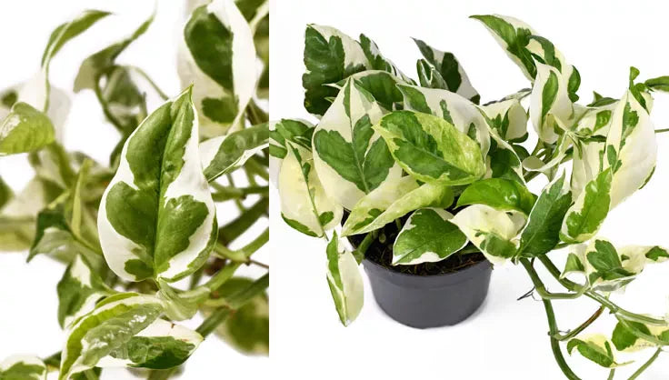 How to Grow & Care for a Njoy Pothos | Gardener's Supply.