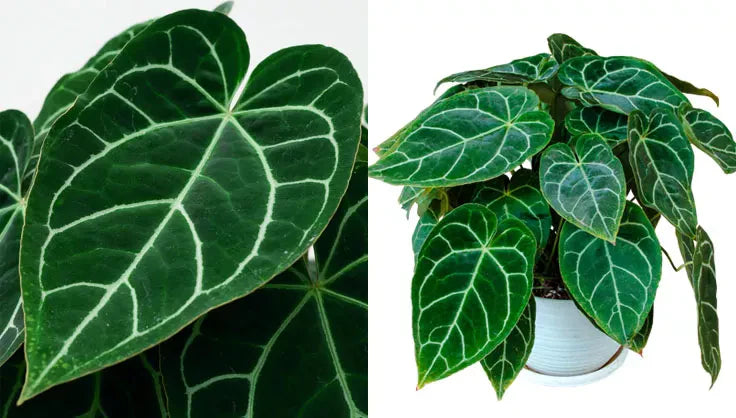 How to Grow & Care for Crystal Anthurium | Gardener's Supply.