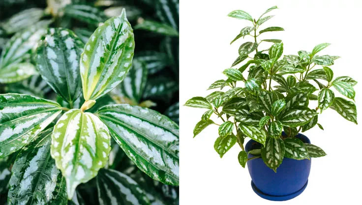 plant of time Alternanthera Ficoidea Party Time