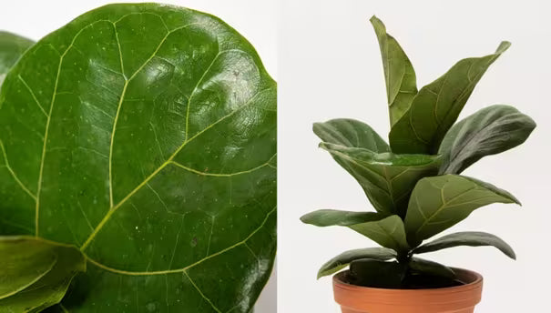 How To Care For the Fiddle Leaf Fig | Gardener's Supply