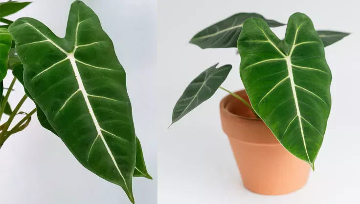 alocasia jacklyn variegata Alocasia Tandurusa Variegated (previously Alocasia 'Jacklyn' or 'Jacly –  Rare Plant Fairy main image 0