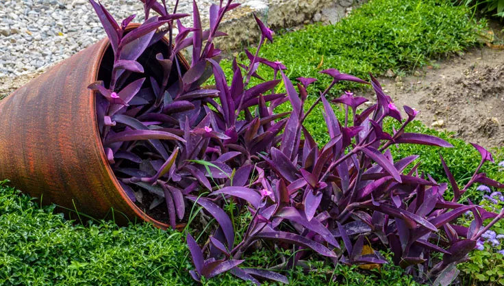 How to Care for a Tradescantia Pallida | Gardener's Supply.