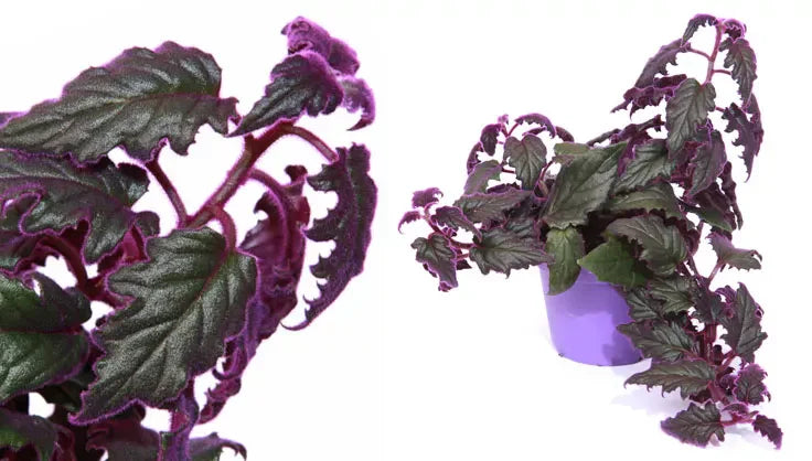 How to Care for a Purple Passion Plant | Gardener's Supply.