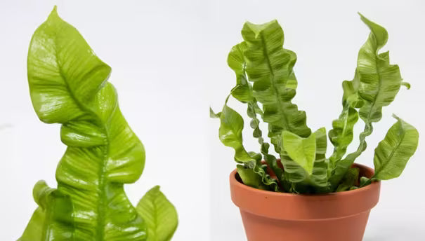 How to Care for a Birds Nest Fern | Gardener's Supply