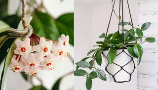 How to Grow & Care for a Hoya Plant