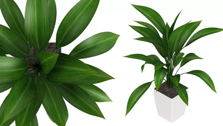 How to Care for a Cast Iron Plant | Gardener's Supply.