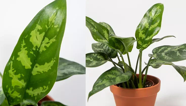 How to Care for a Aglaonema | Gardener's Supply
