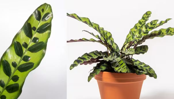 calathea white fusion light Calathea White Fusion (2–4 inch plant) – Coollective Plants main image 1